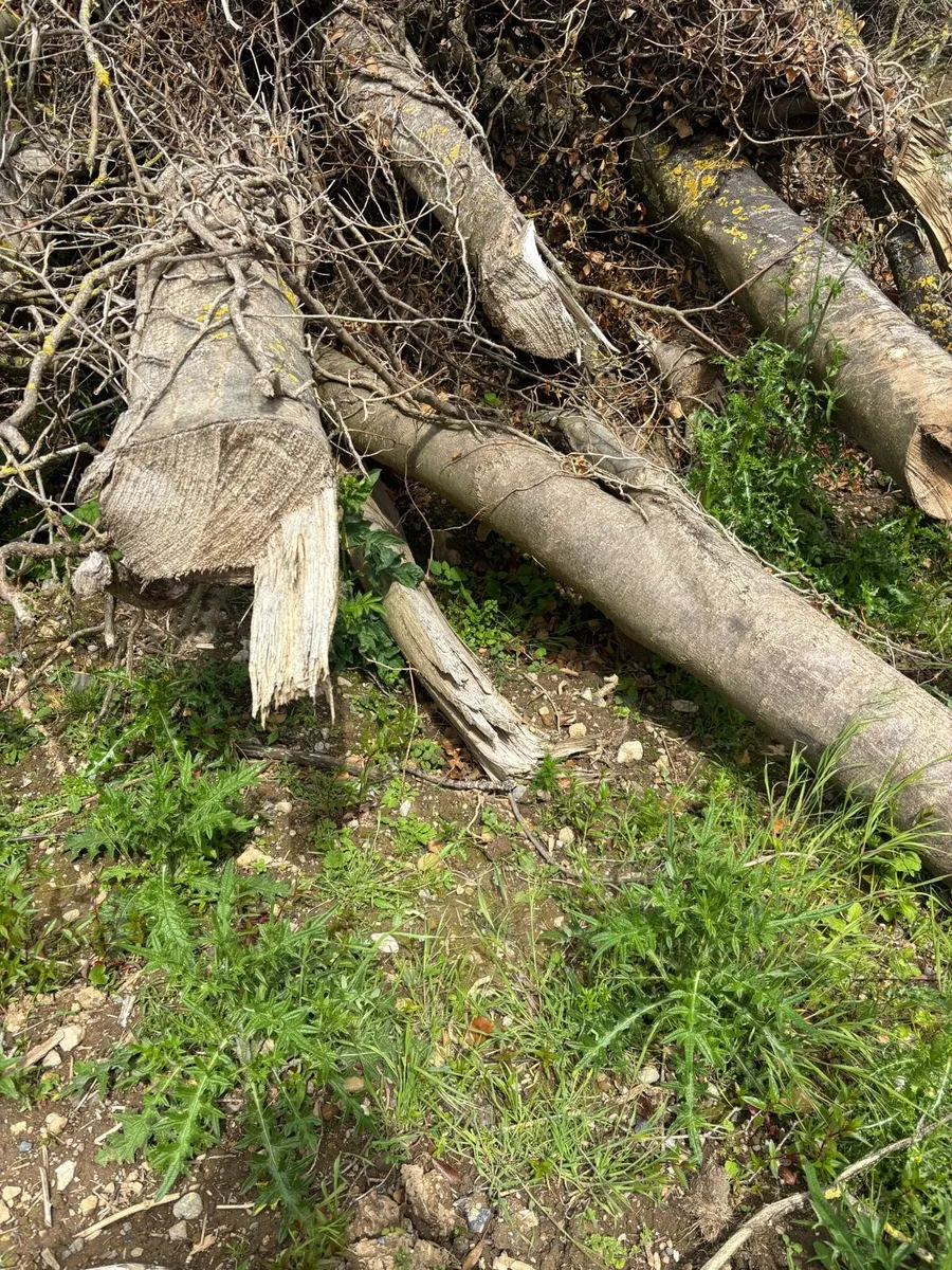 Timber for firewood - Image 4