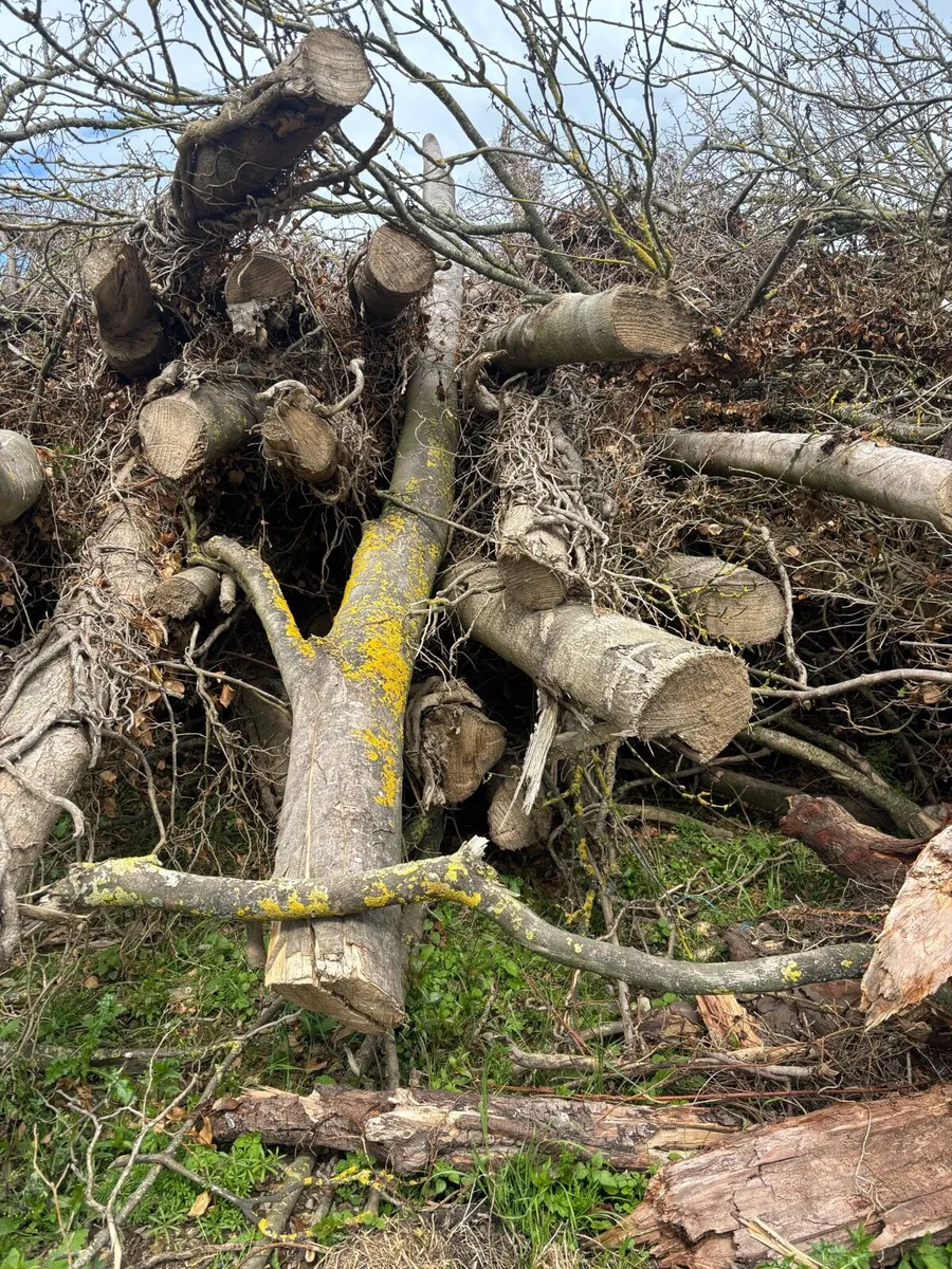 Timber for firewood - Image 1