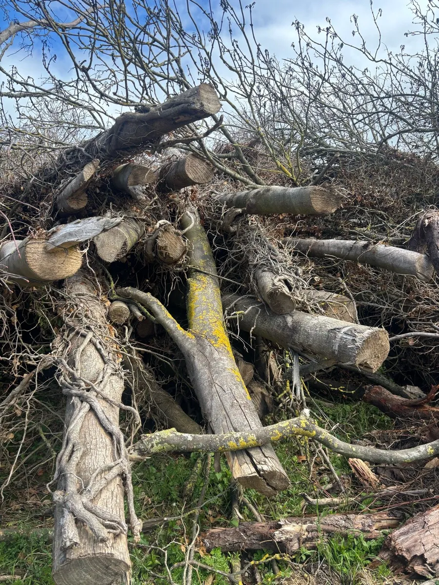 Timber for firewood - Image 2