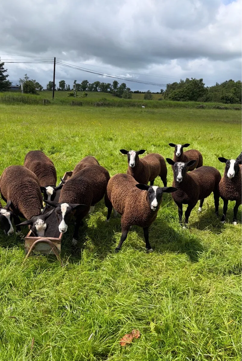 Purebred Zwartble Rams