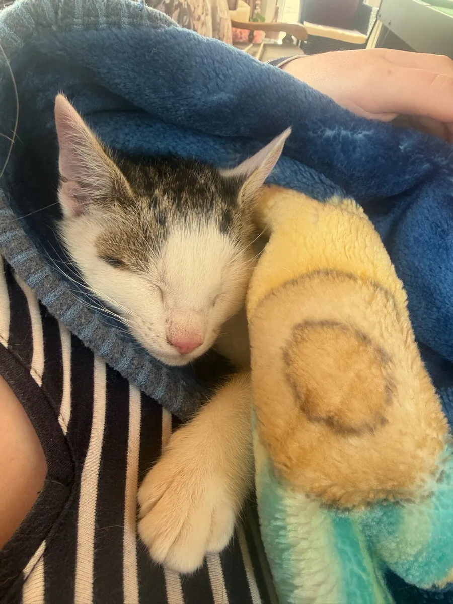 Beautiful Kitten - Image 3