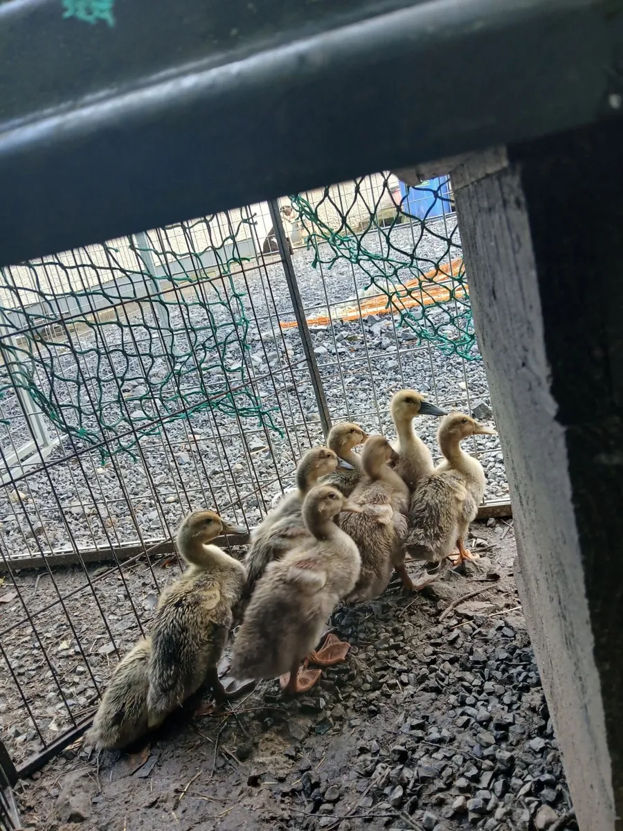 Welsh Harlequins ducklings 3 weeks old €10 - Image 2