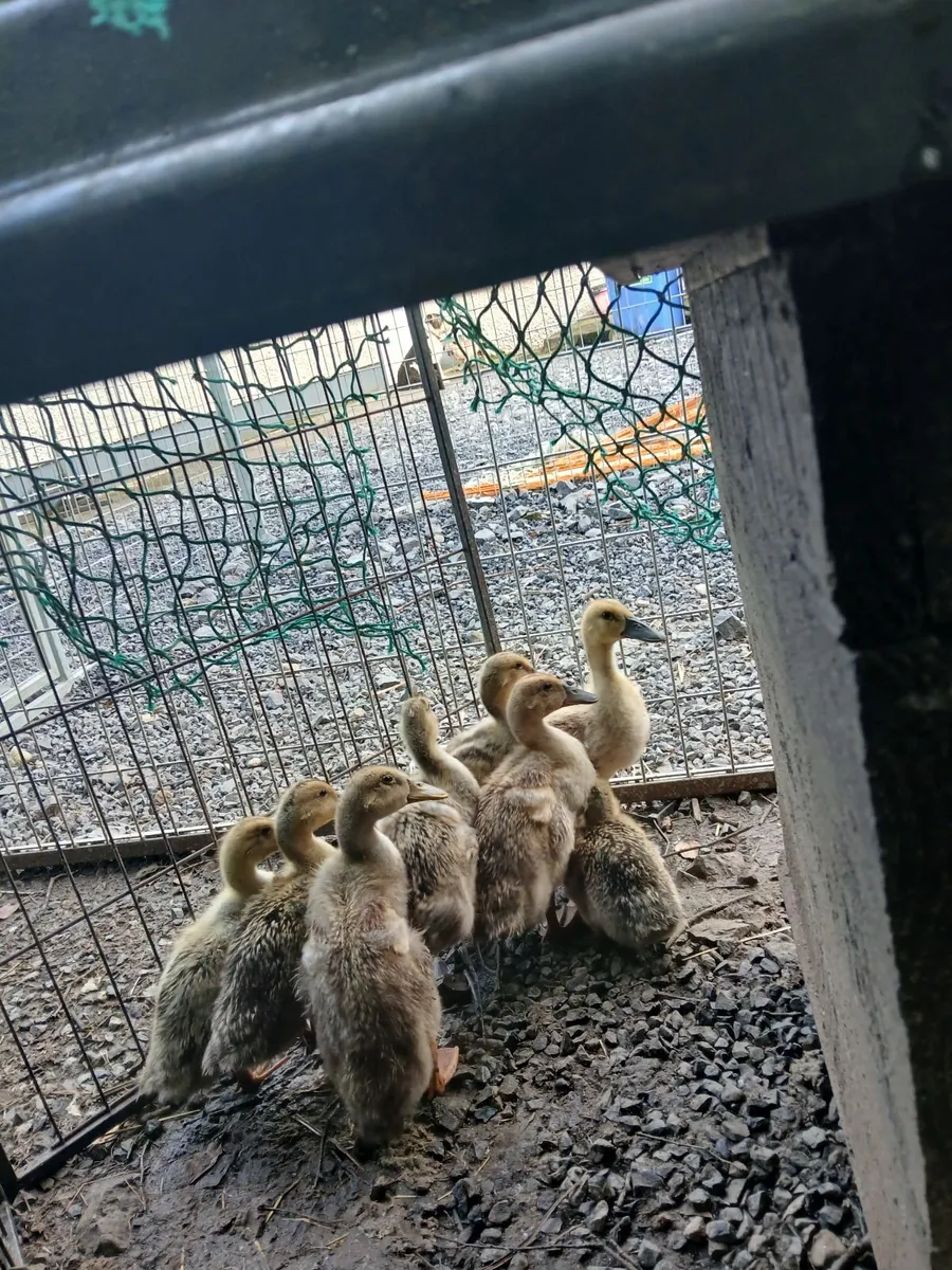 Welsh Harlequins ducklings 3 weeks old €10 - Image 1