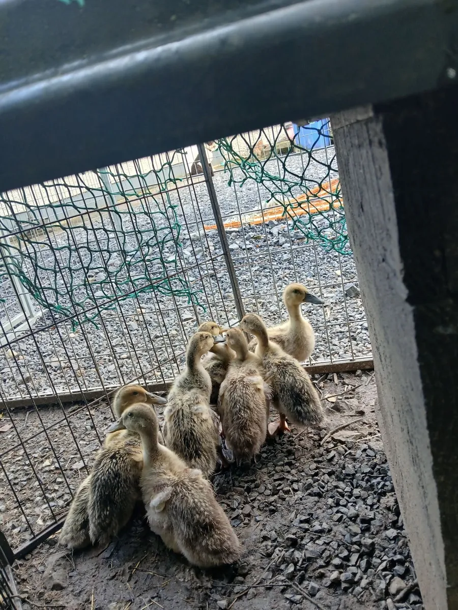 Welsh Harlequins ducklings 3 weeks old €10 - Image 3