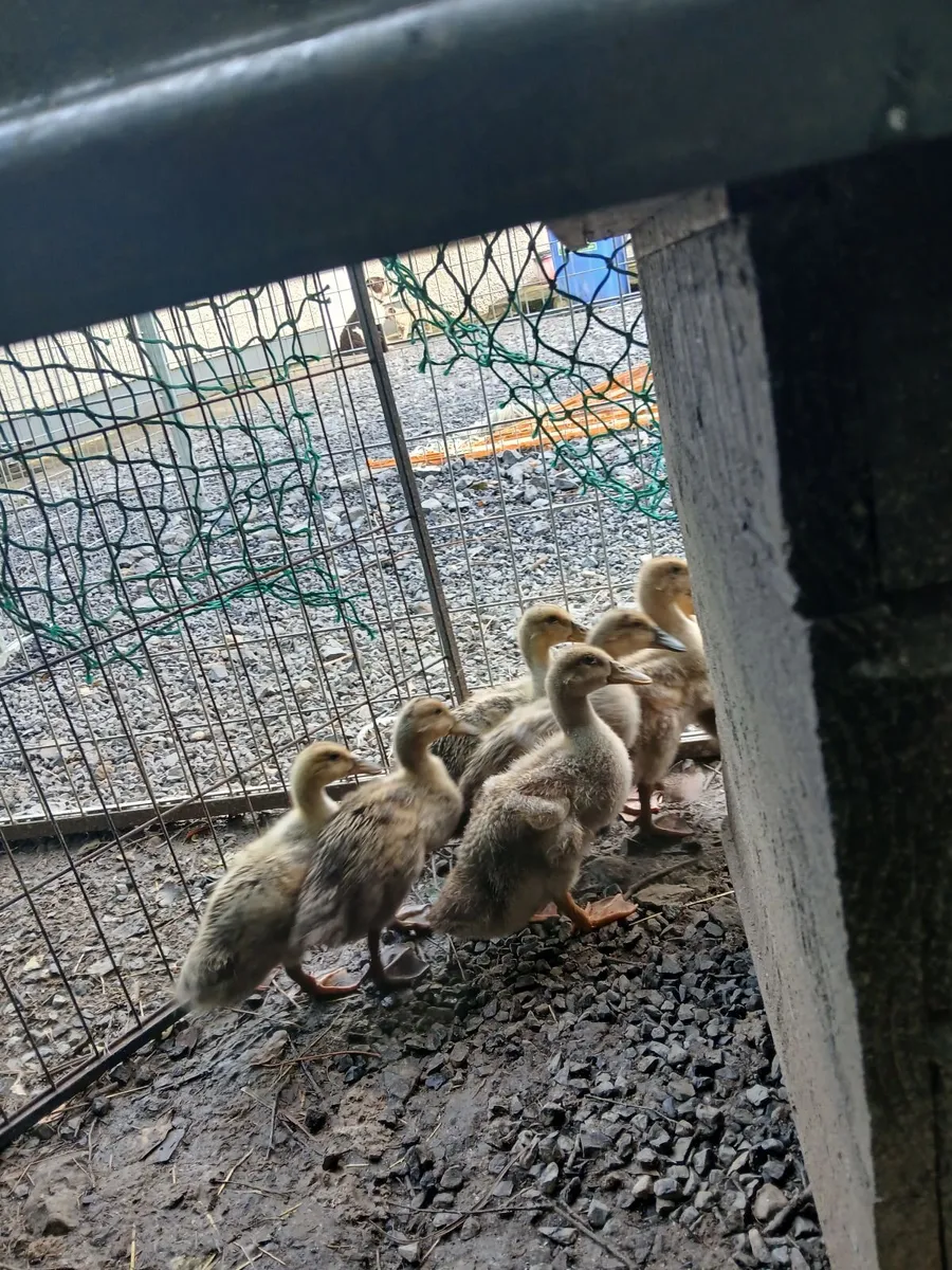 Welsh Harlequins ducklings 3 weeks old €10 - Image 4