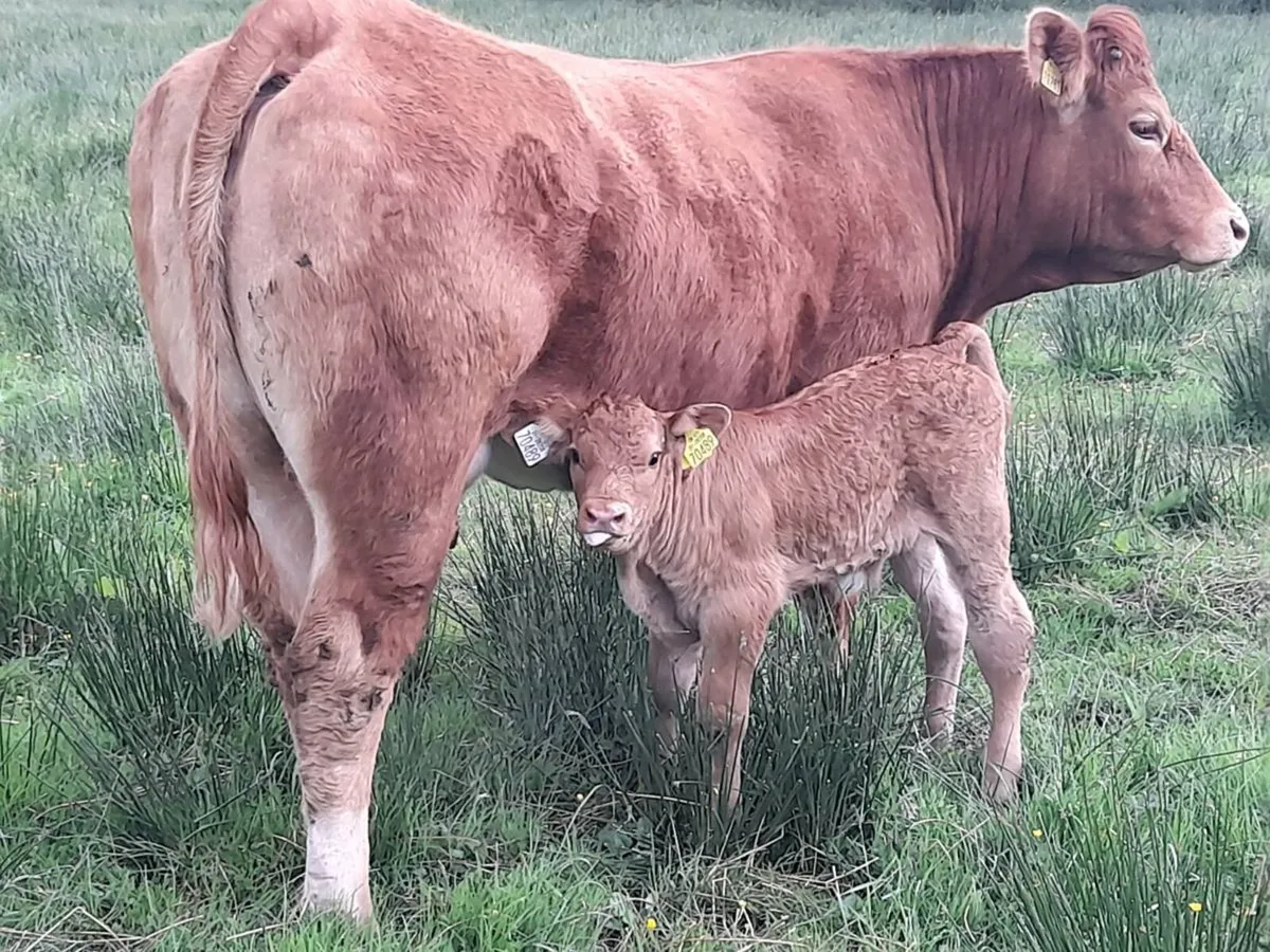 ✨️LMX Second calver with bull calf at foot✨️ - Image 1