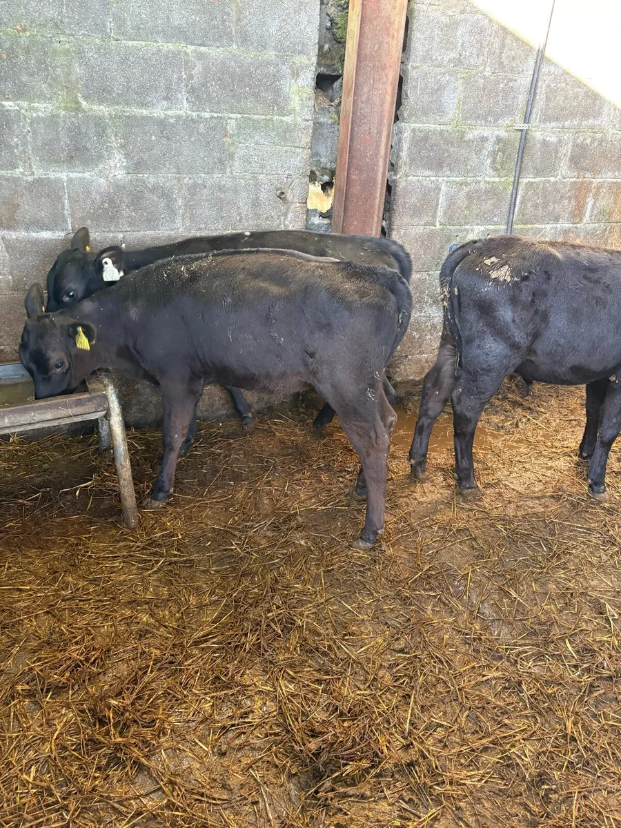 Strong Heifer Runners - Image 1