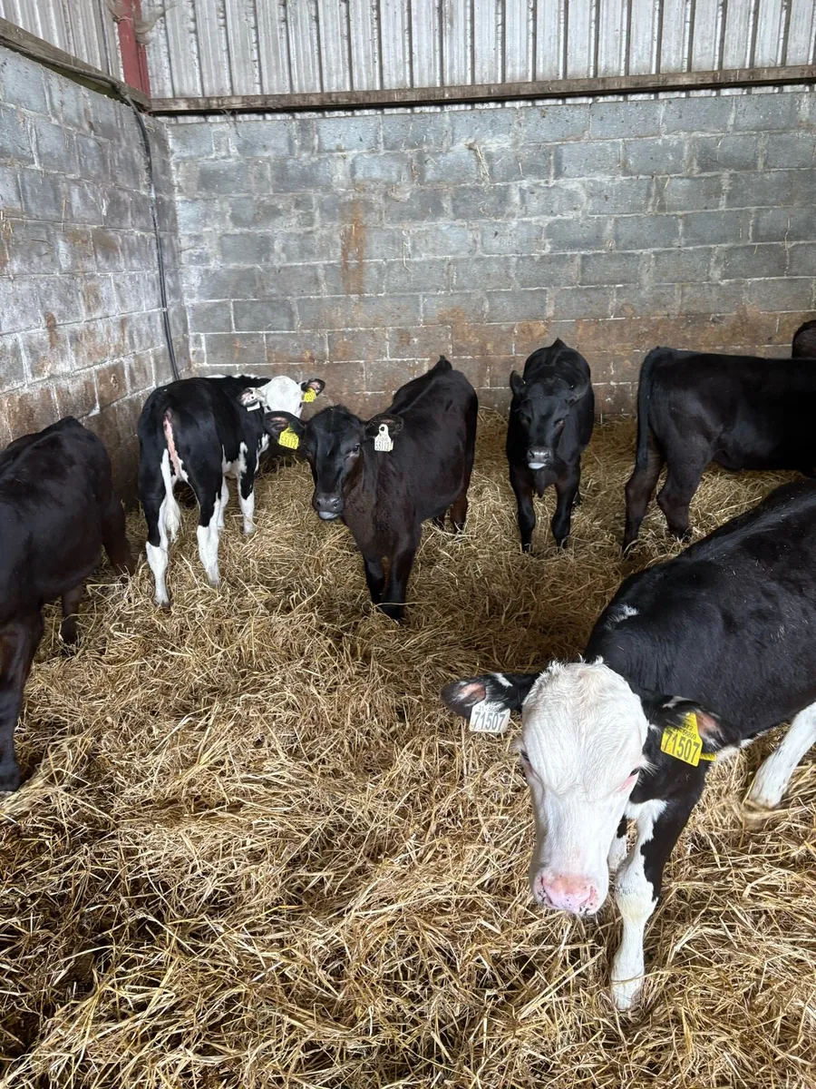 Strong Heifer Runners - Image 3