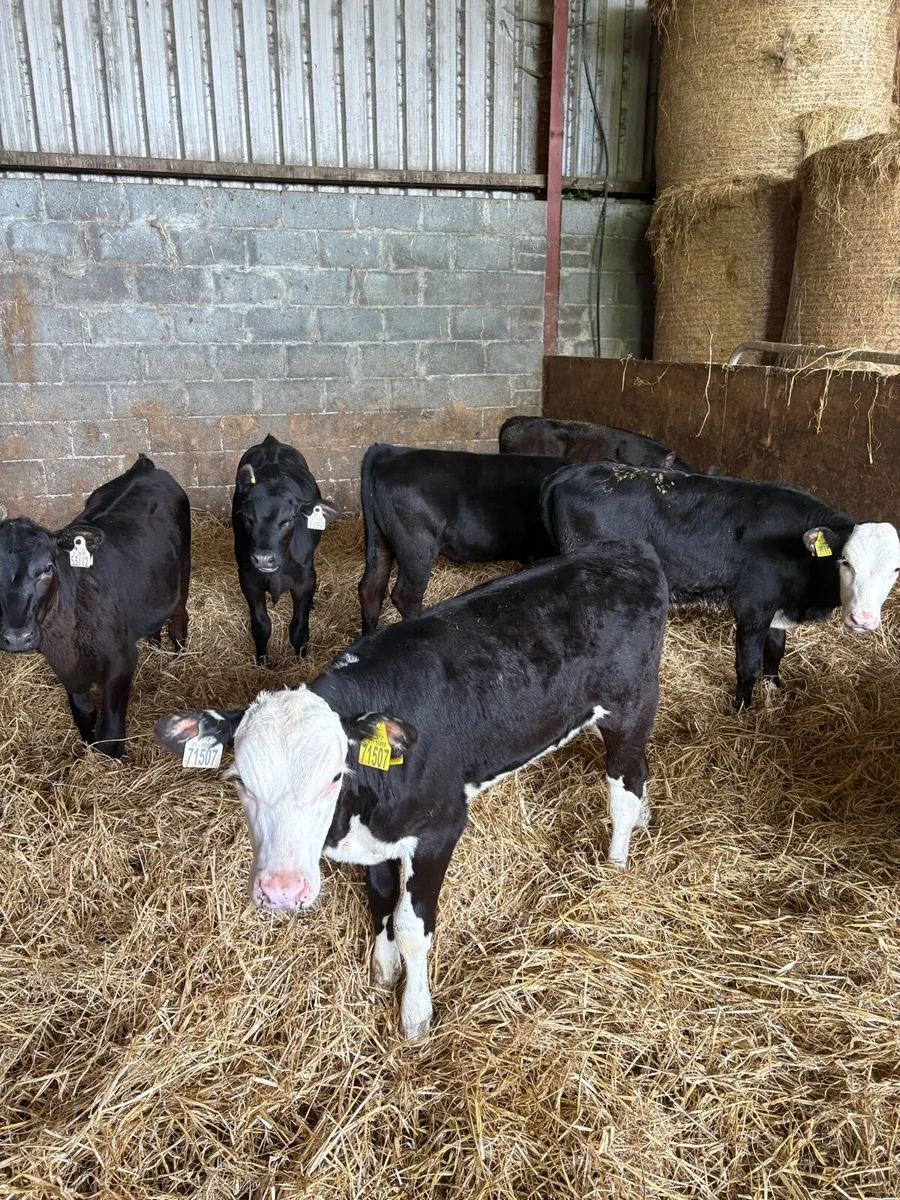Strong Heifer Runners - Image 4