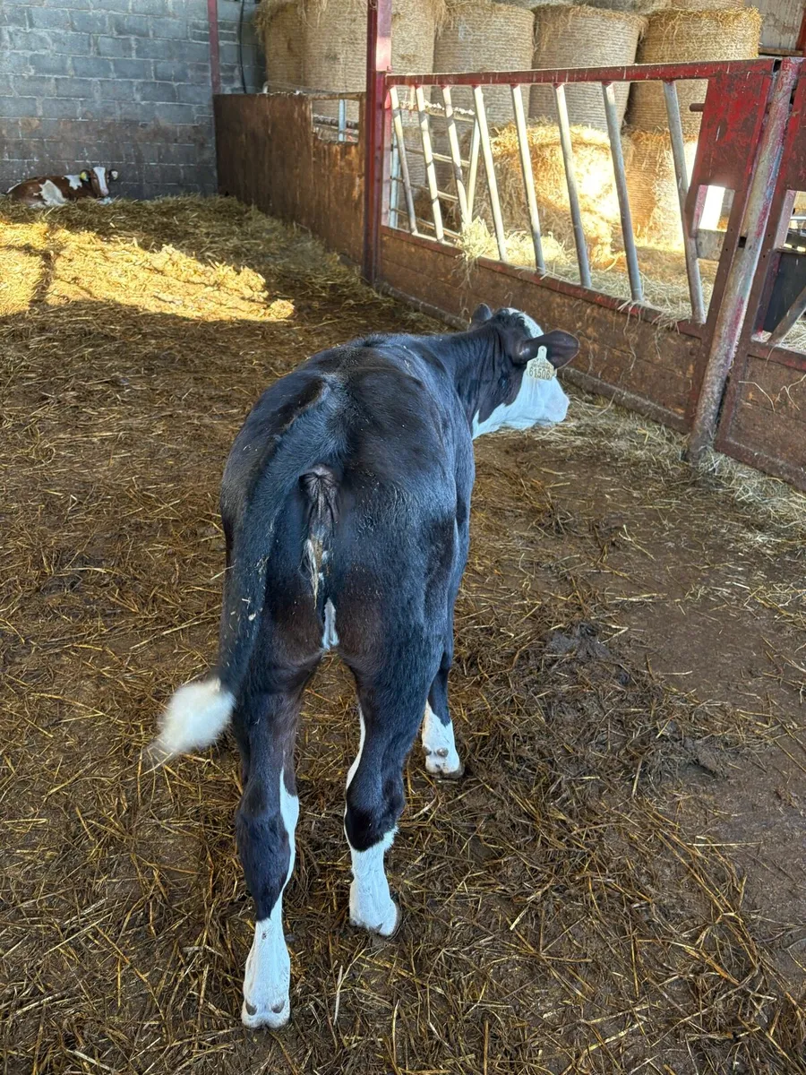 Strong Heifer Runners - Image 2