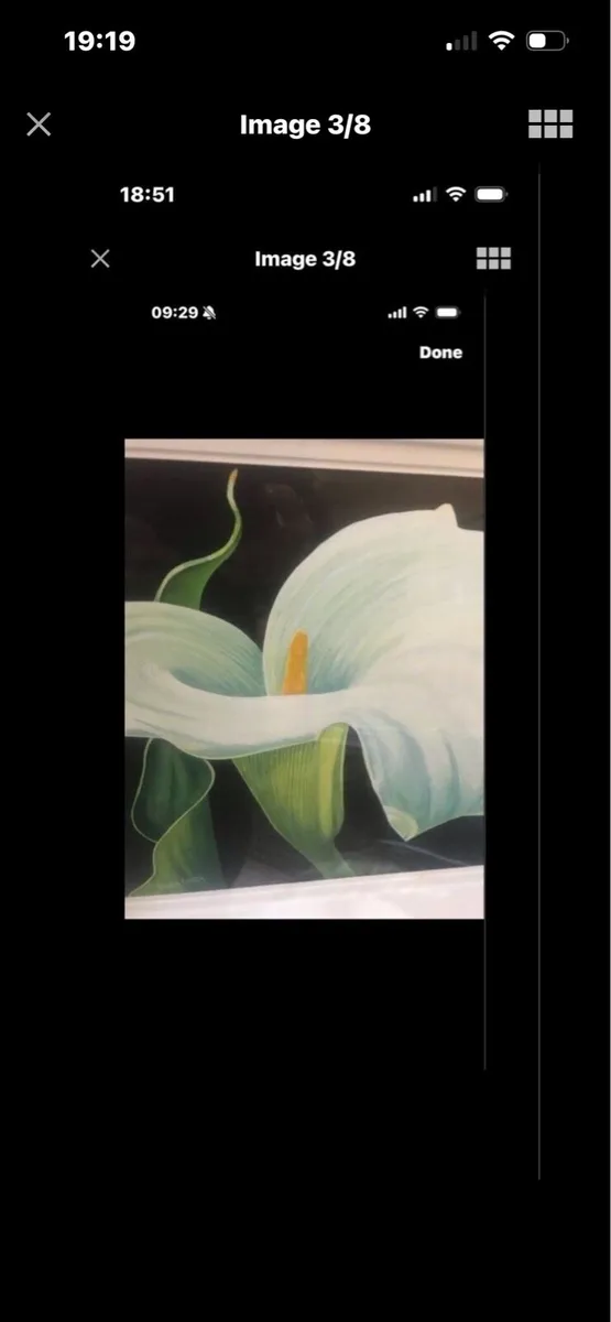 Arum Lily Original Painting- Nicola Morrin - Image 3