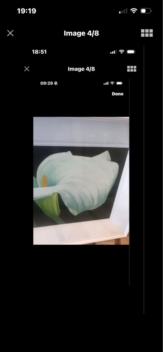 Arum Lily Original Painting- Nicola Morrin - Image 4