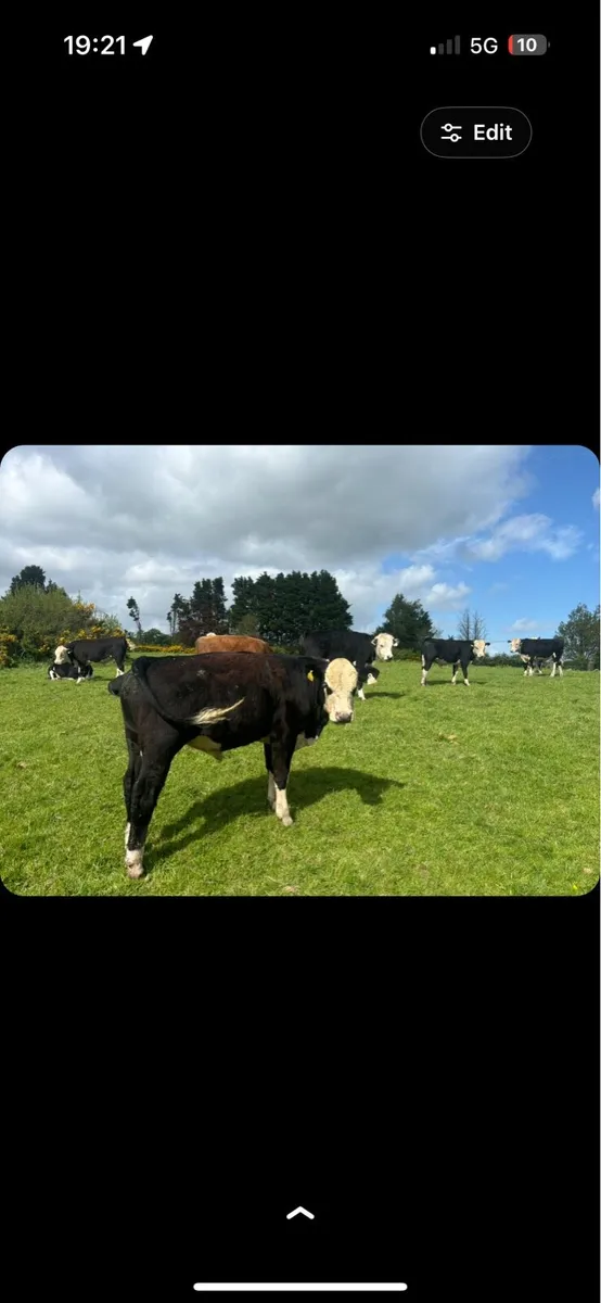 28 super Hereford bulls - Image 3