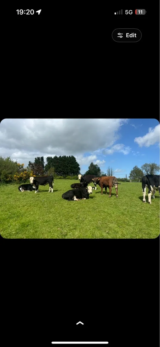 28 super Hereford bulls - Image 1