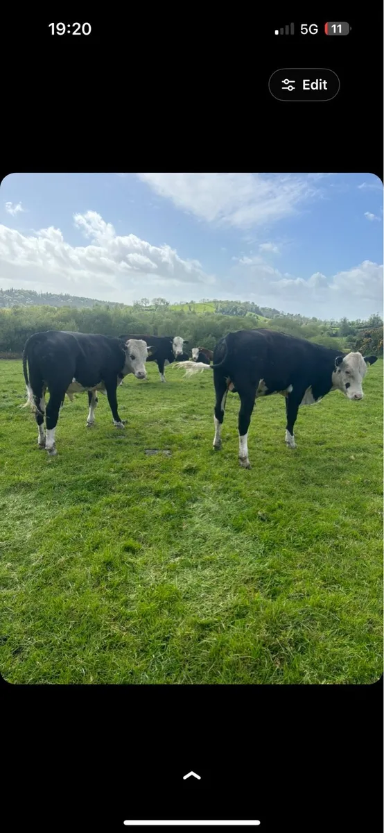 28 super Hereford bulls - Image 2