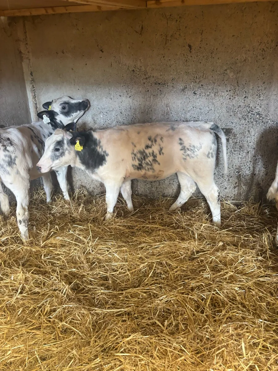 6 heifers - Image 1