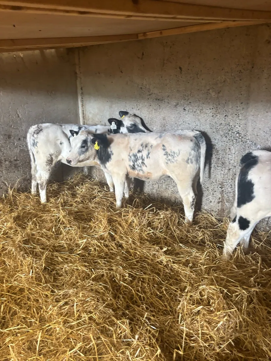 6 heifers - Image 2