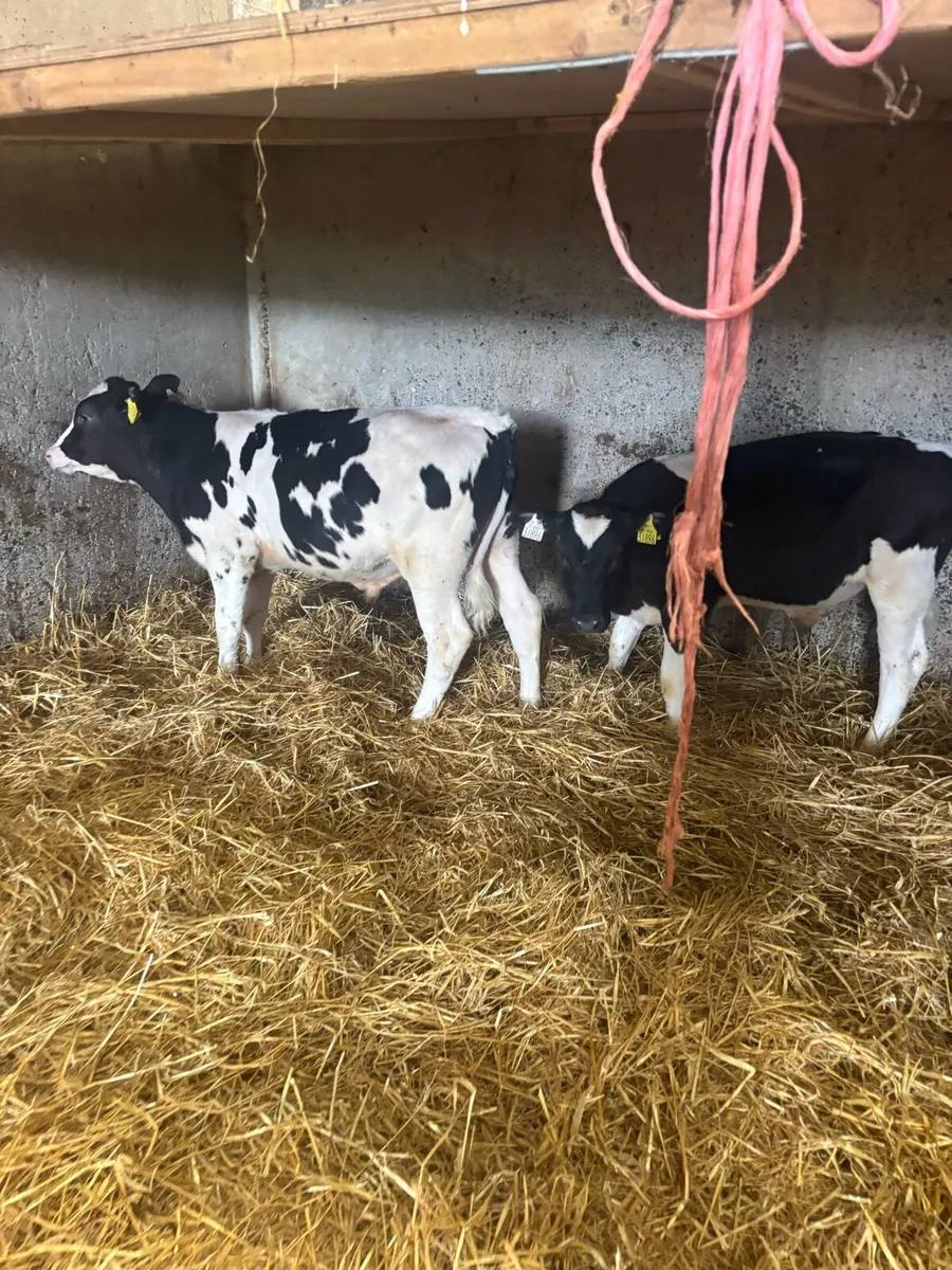 6 heifers - Image 3