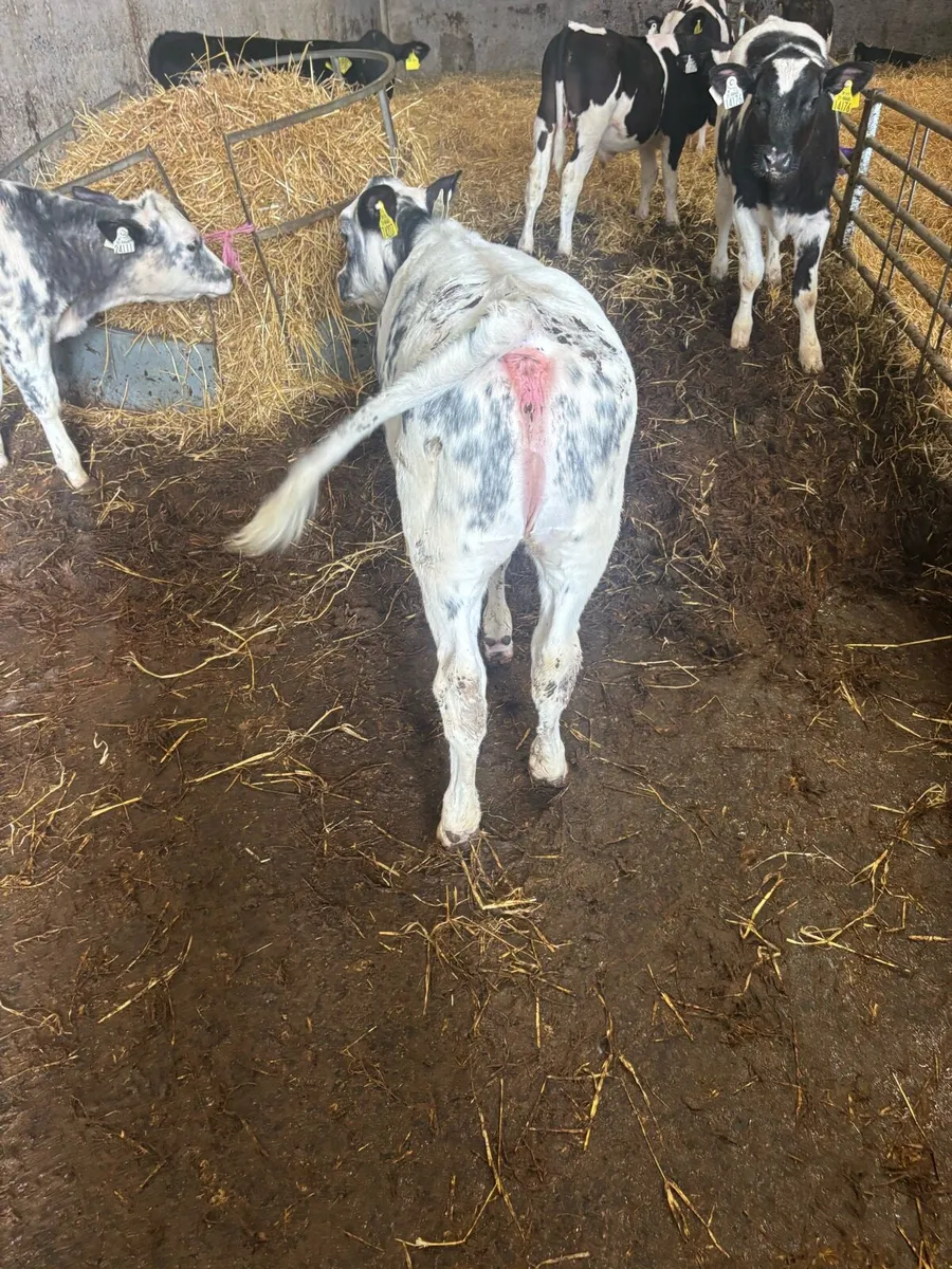 6 heifers - Image 4