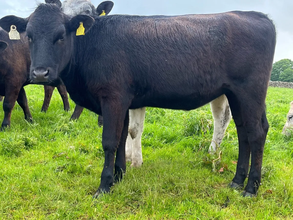 Limo heifers - Image 1
