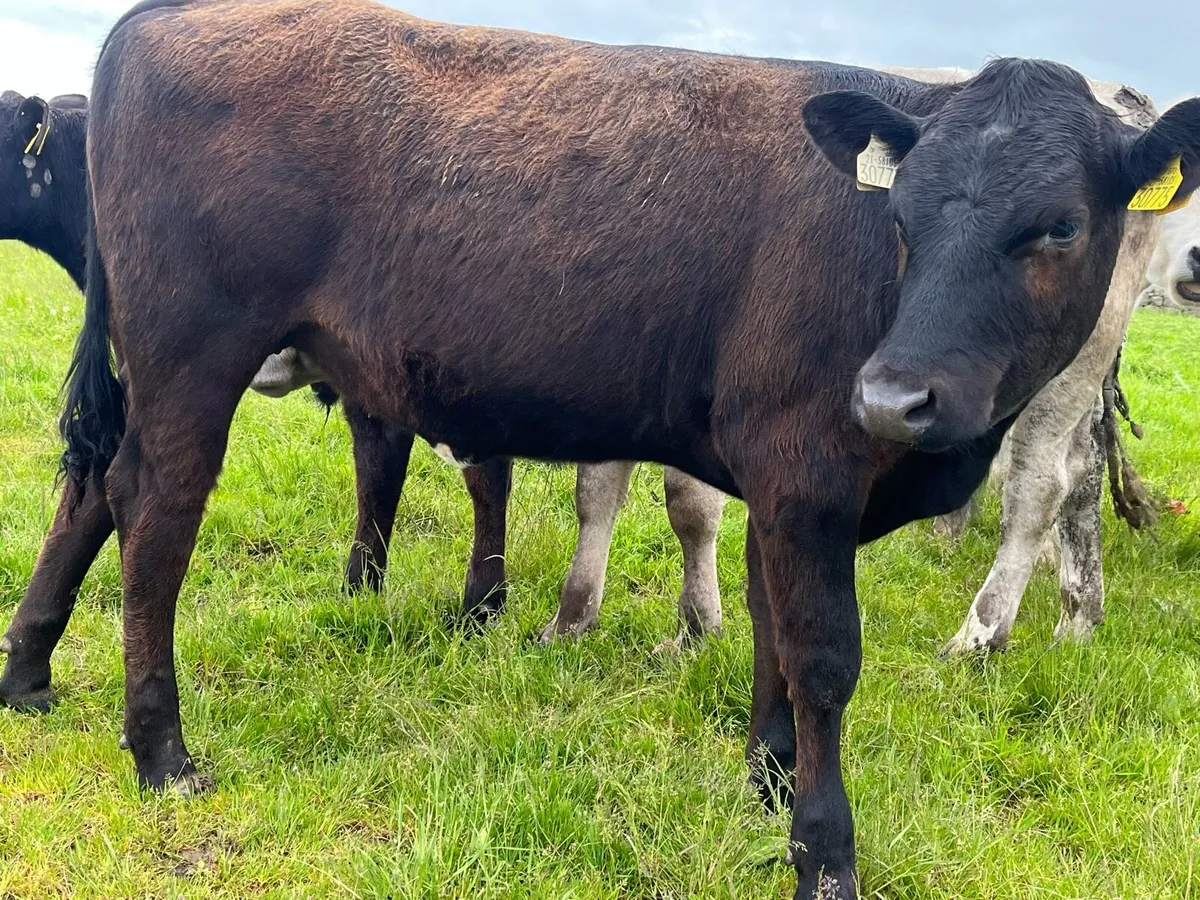 Limo heifers - Image 2