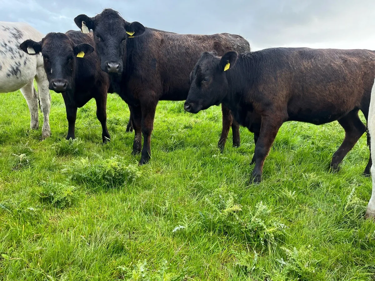 Limo heifers - Image 3