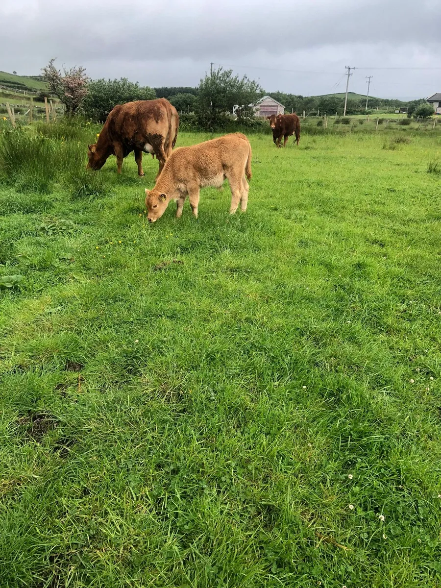 Limousin Bull Calf - Image 3