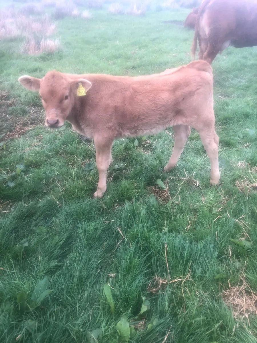 Limousin Bull Calf - Image 1