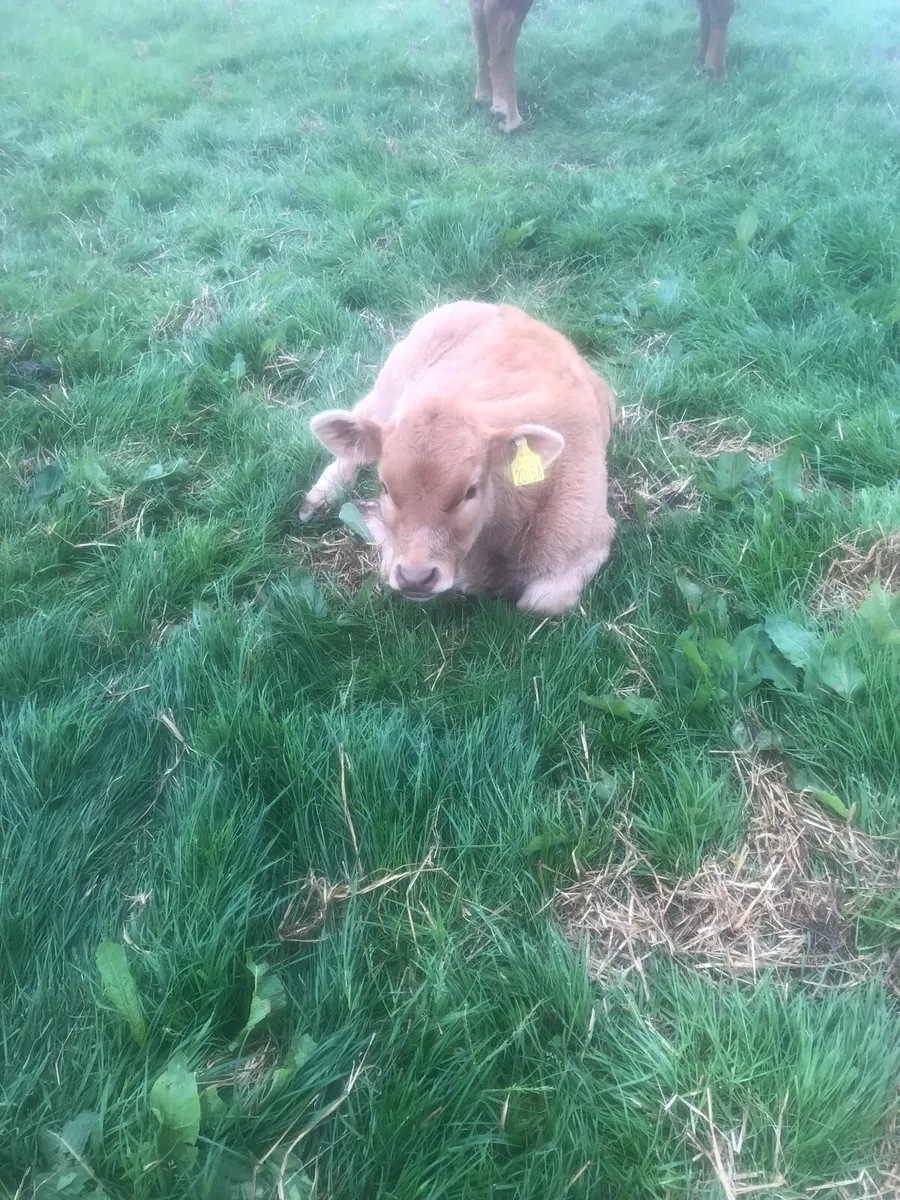 Limousin Bull Calf - Image 4