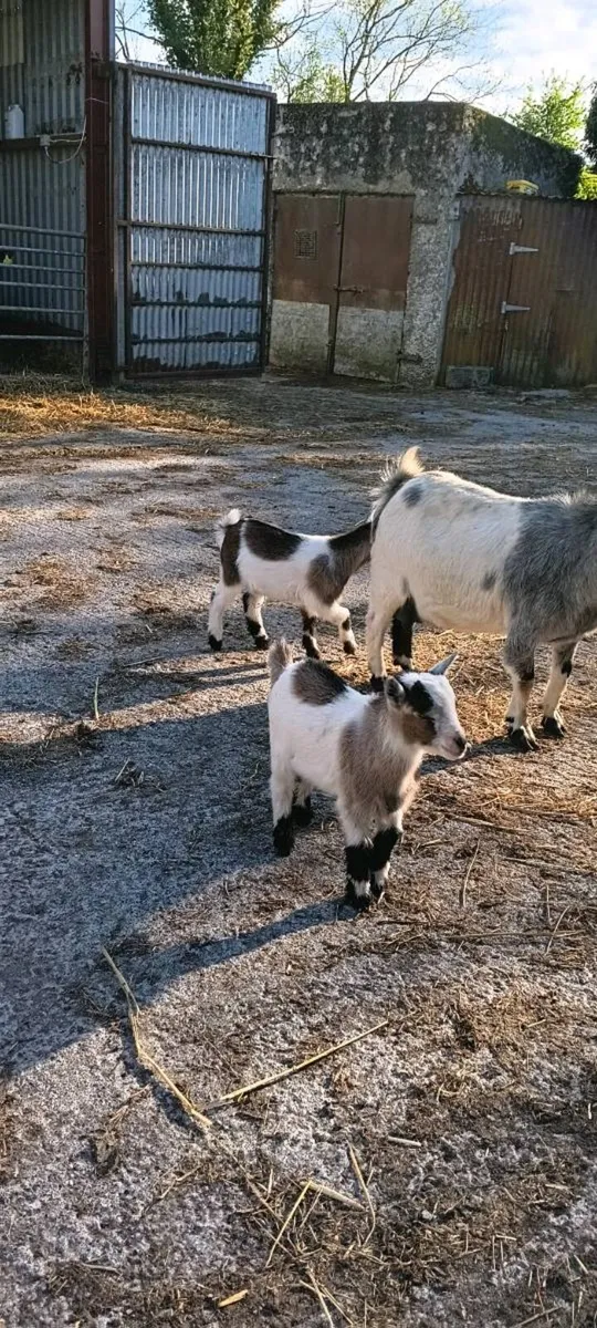 Pygmy Kid Goats For Sale - Image 1