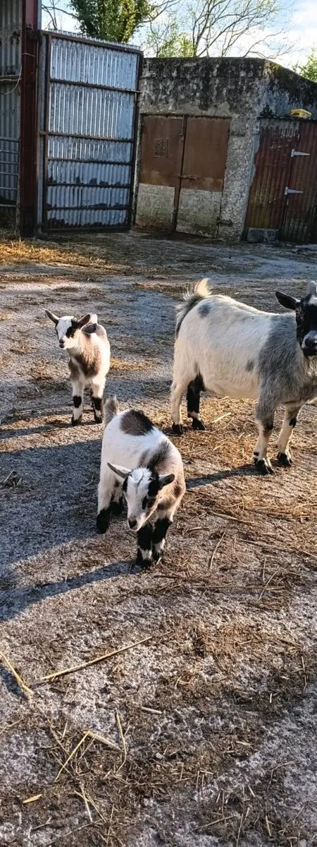 Pygmy Kid Goats For Sale - Image 2