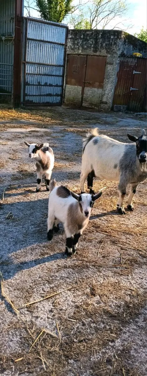 Pygmy Kid Goats For Sale - Image 3