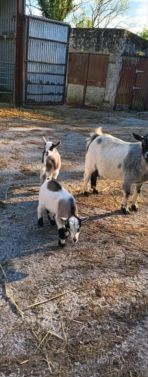 Pygmy Kid Goats For Sale - Image 4