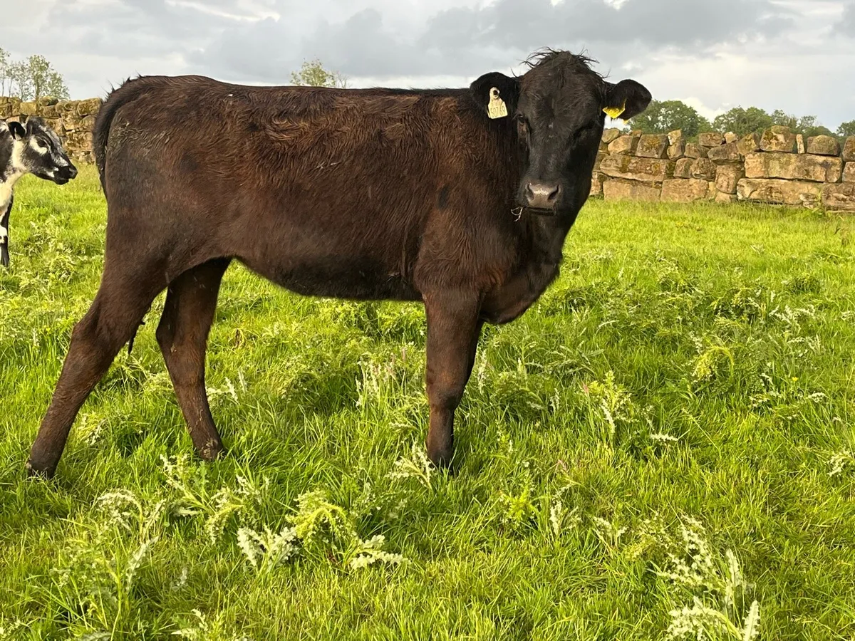 Limo heifers - Image 4