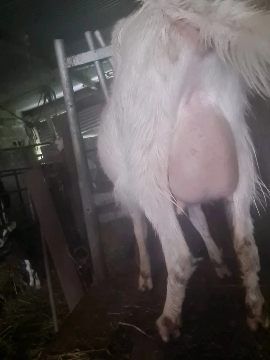 Milking goat - Image 1
