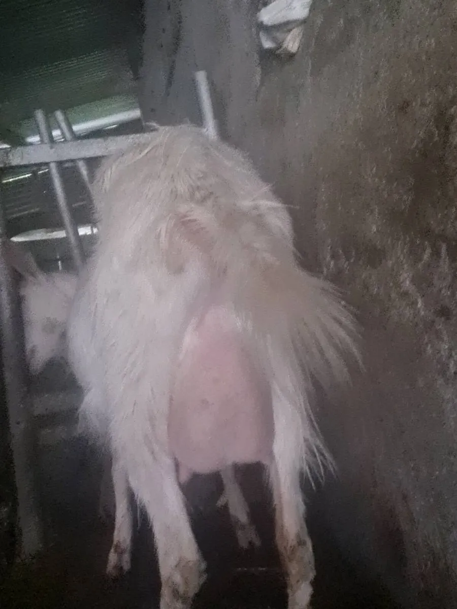 Milking goat - Image 2