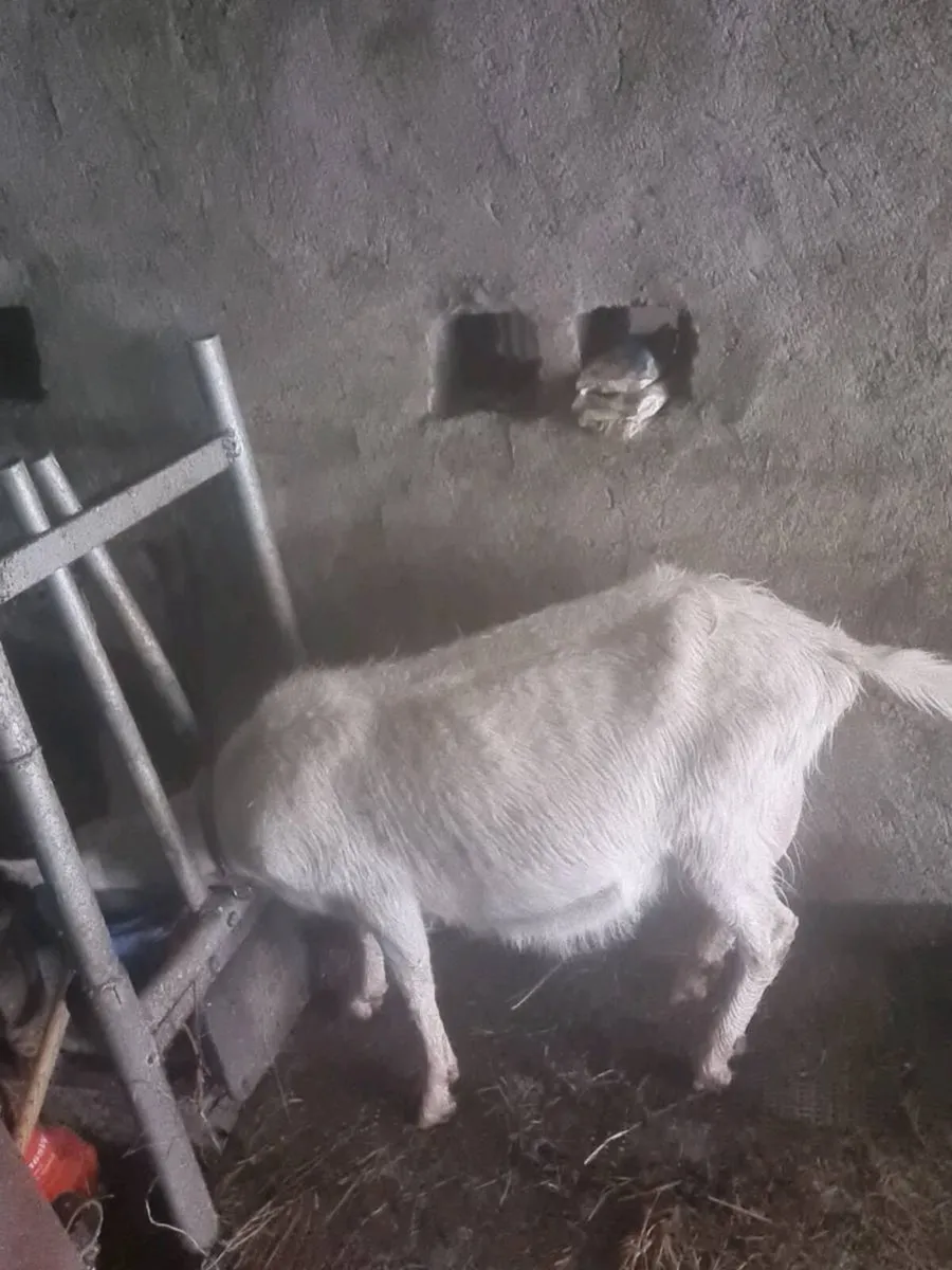 Milking goat - Image 3