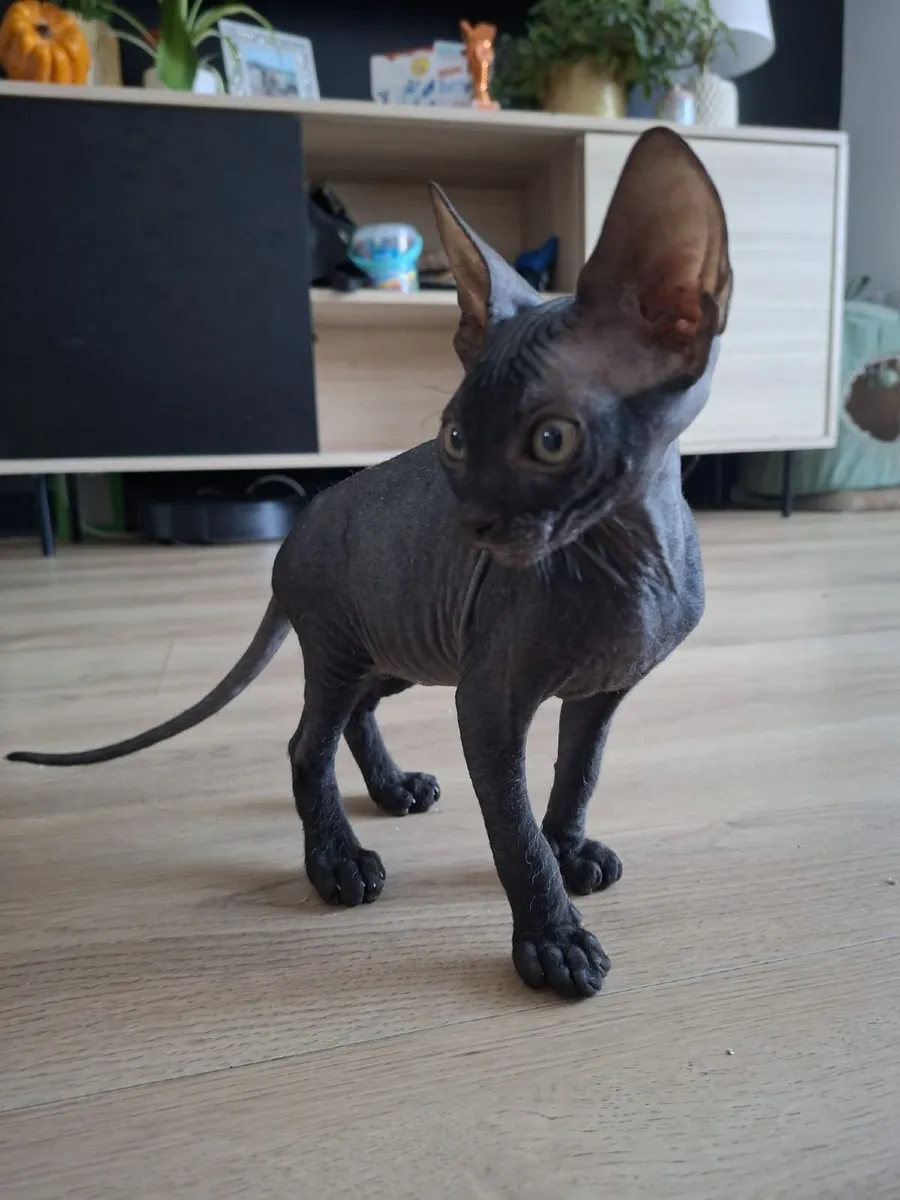 Sphynx Kittens - Image 3