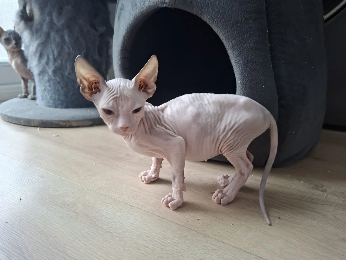 Sphynx Kittens - Image 4