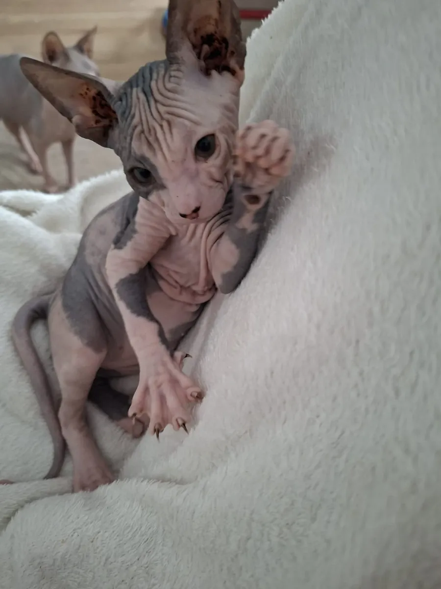 Sphynx Kittens - Image 1
