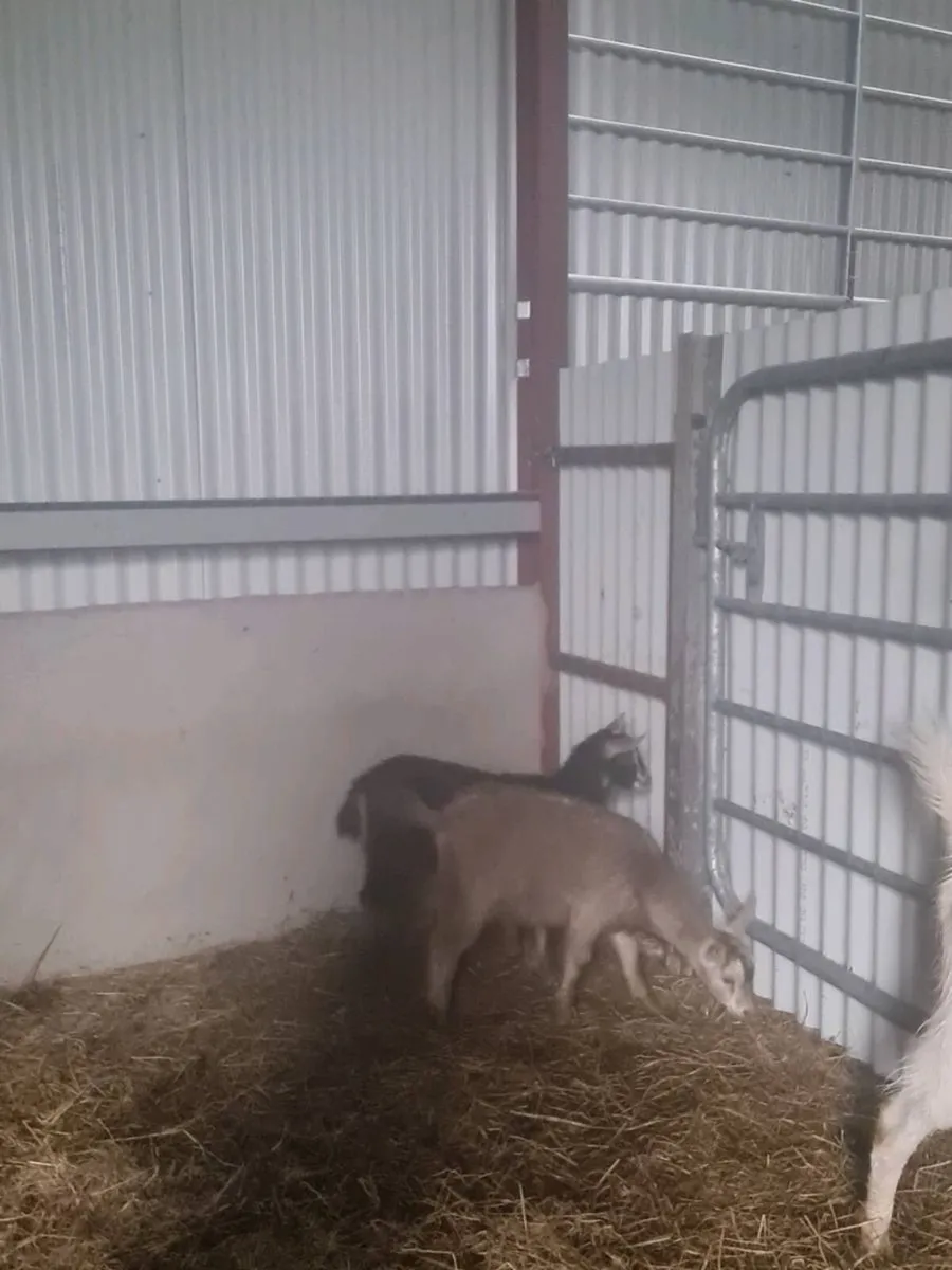 Goat - Image 1