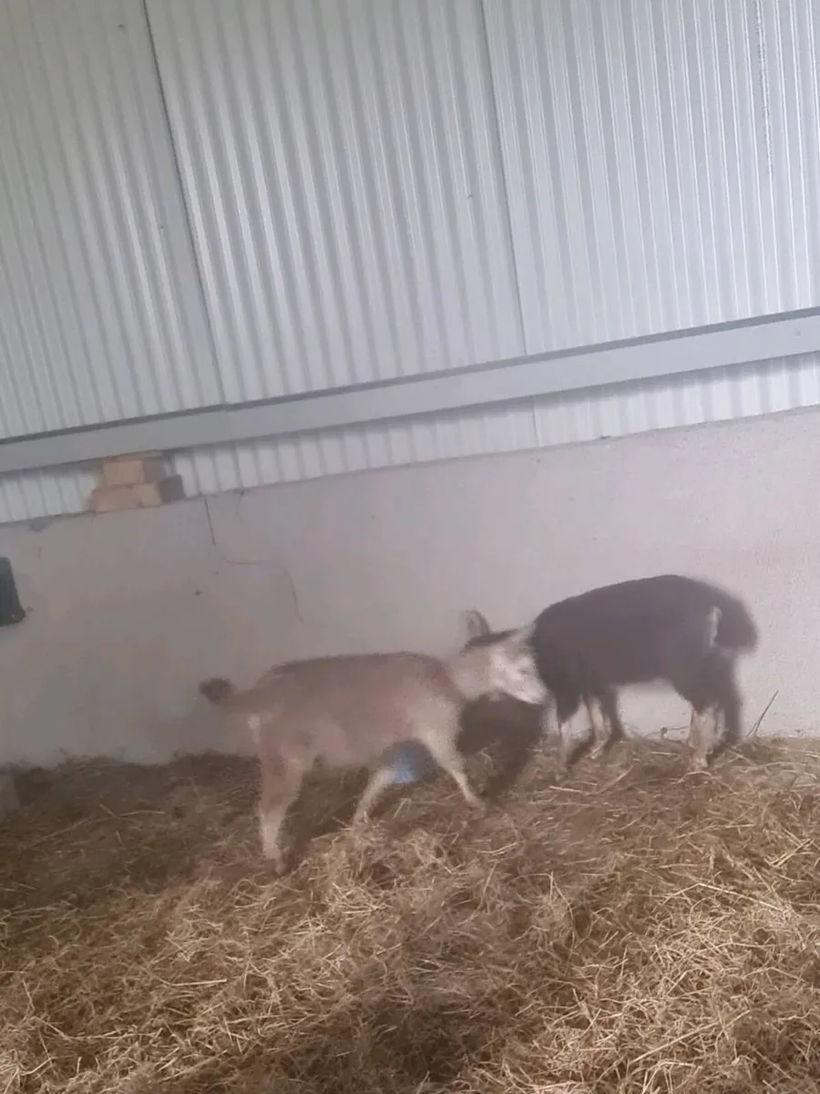 Goat - Image 2