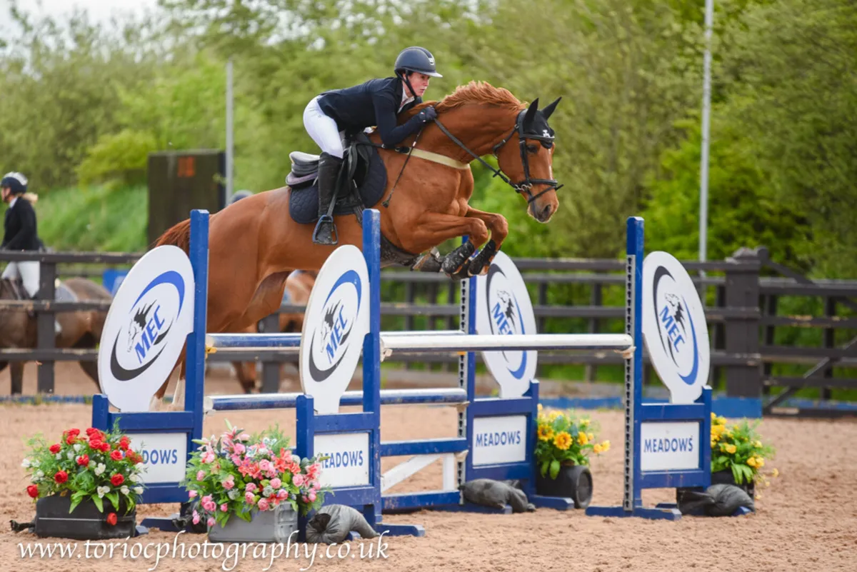 16'1hh ShowJumping Horse - Image 3