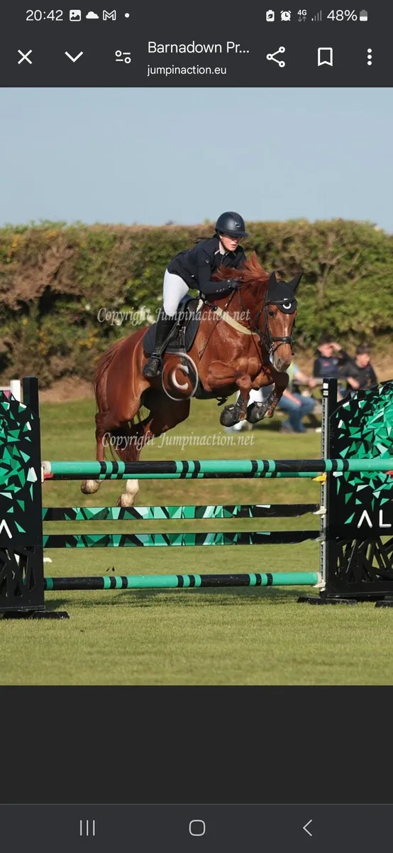 16'1hh ShowJumping Horse - Image 4