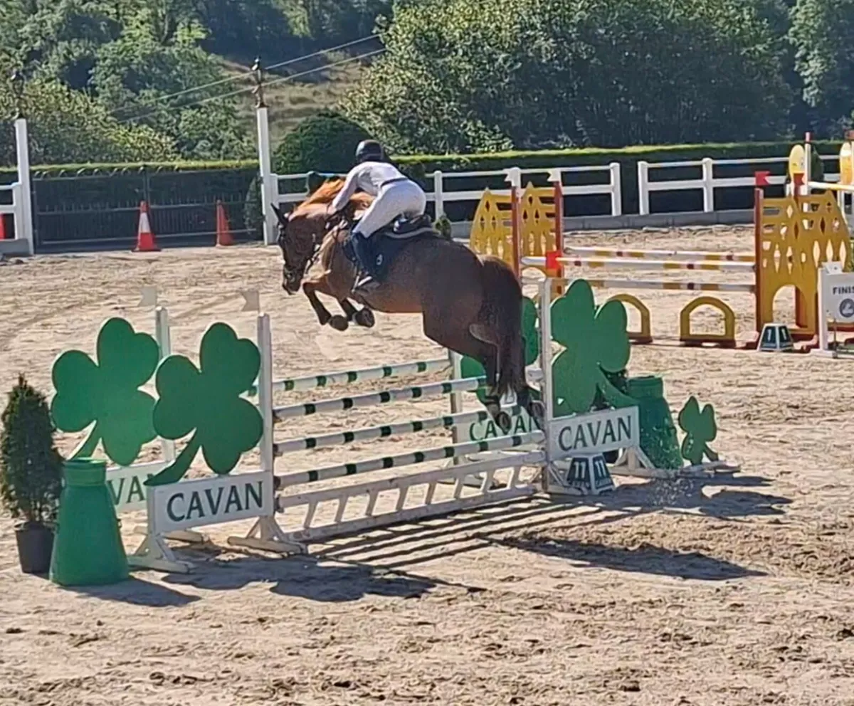 16'1hh ShowJumping Horse - Image 4