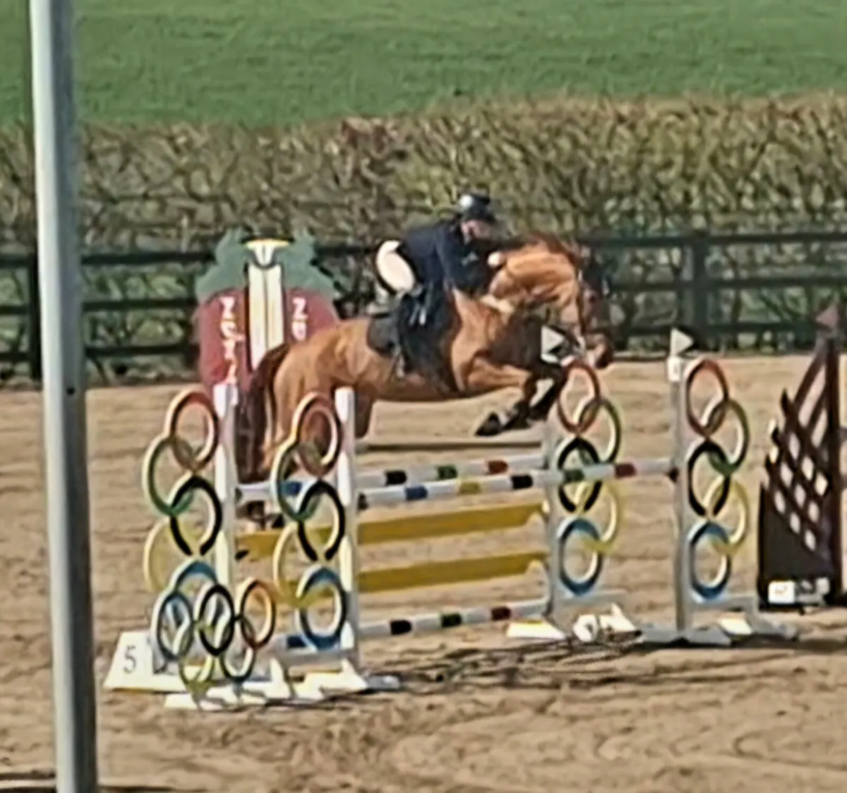 16'1hh ShowJumping Horse - Image 2