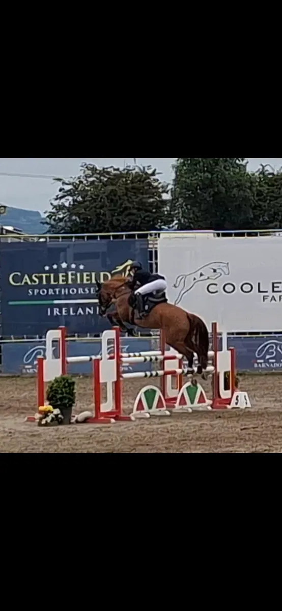 16'1hh ShowJumping Horse - Image 3