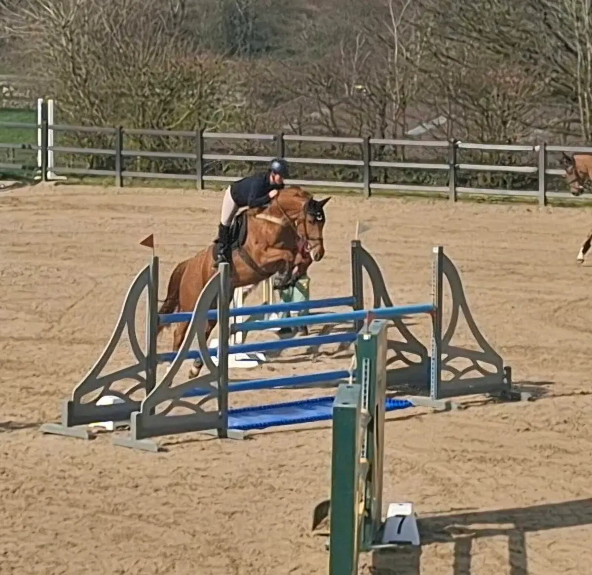 16'1hh ShowJumping Horse - Image 1