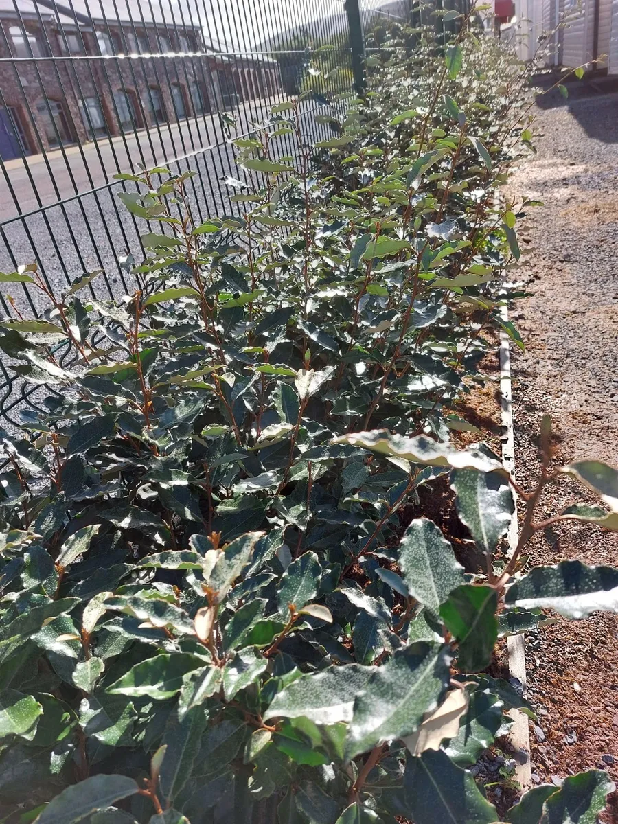 Elaeagnus - Coastal Hedging - Image 2