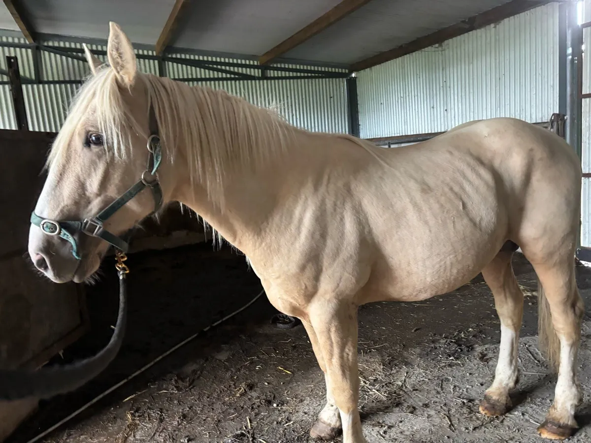 Palamino colt - Image 1